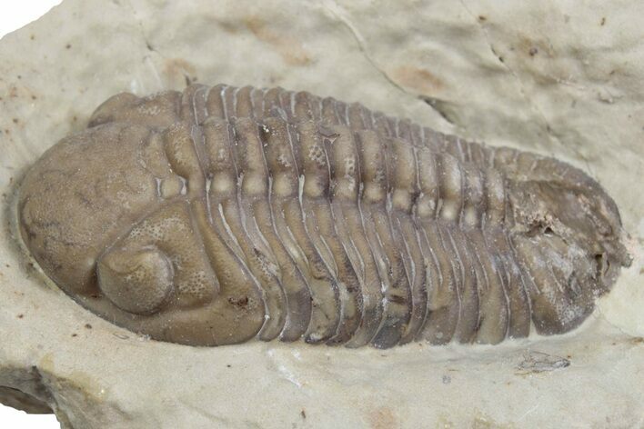 Bargain, Lochovella Trilobite - Black Cat Mountain, Oklahoma #362978